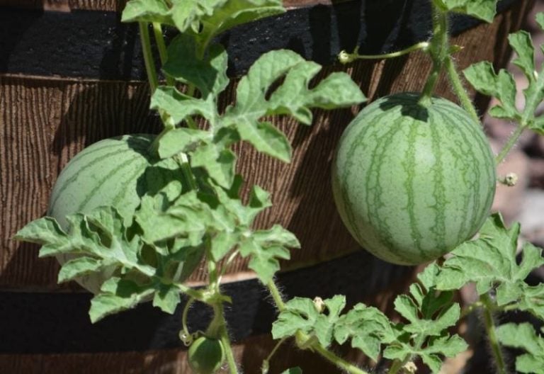 From Seed to Harvest: A guide to growing Watermelons In Containers