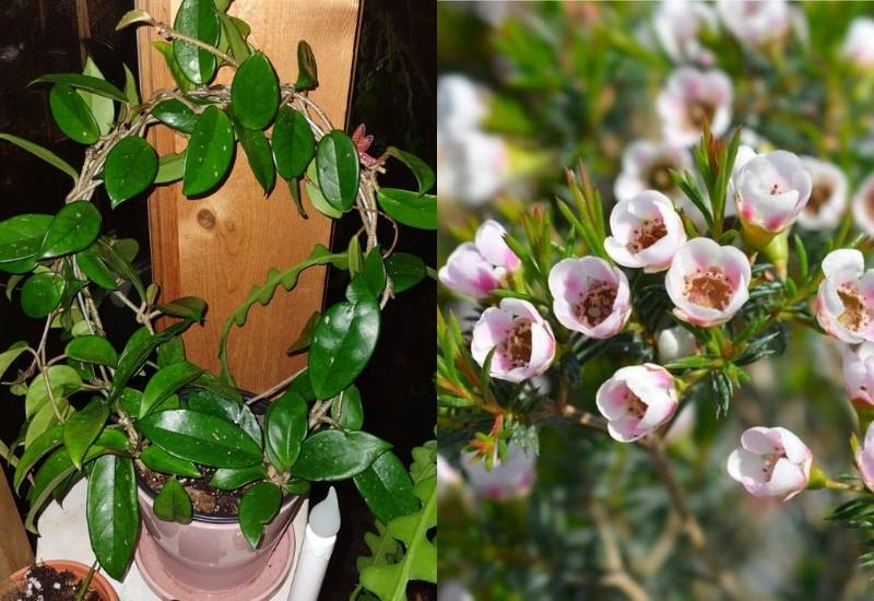 Hoya Or Waxflower: A Beautiful Vine!
