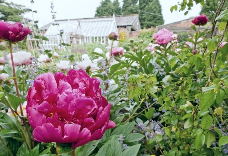How Do Ants Find Your Peonies When in Bud?