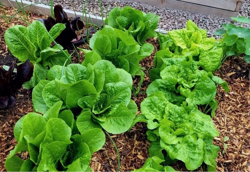How To Plant, Grow, And Harvest Your Own Romaine Lettuce