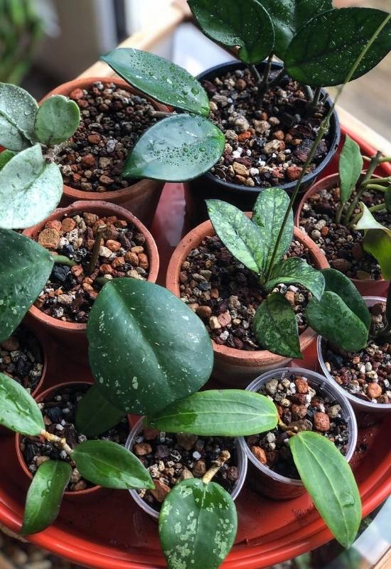 How and When to Repot Hoya Plants