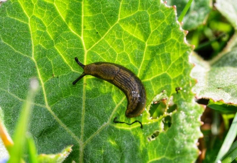 How to Identify Slugs and Slug Damage