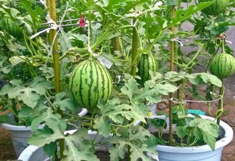 The Advantages of Growing Watermelons in Containers