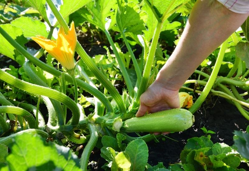 How to Harvest Zucchini