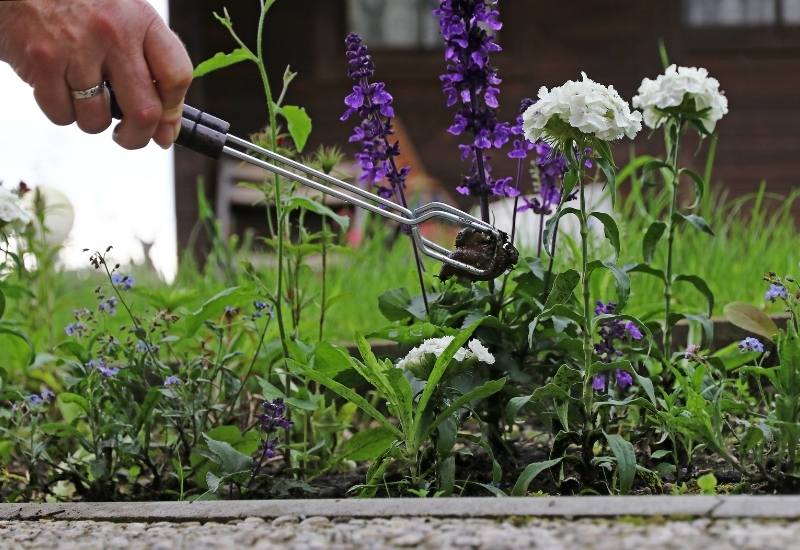 How to Humanely Collect or Trap Slugs