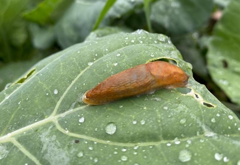 How to Get Rid of Slugs