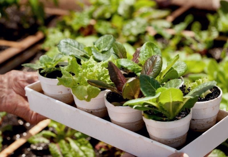 How to Plant, Grow, and Harvest Your Own Romaine Lettuce