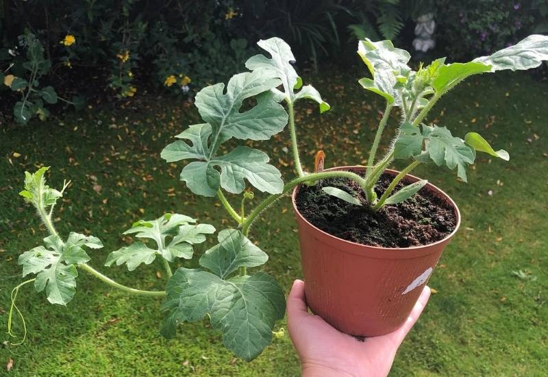 How to Plant Watermelons in Containers