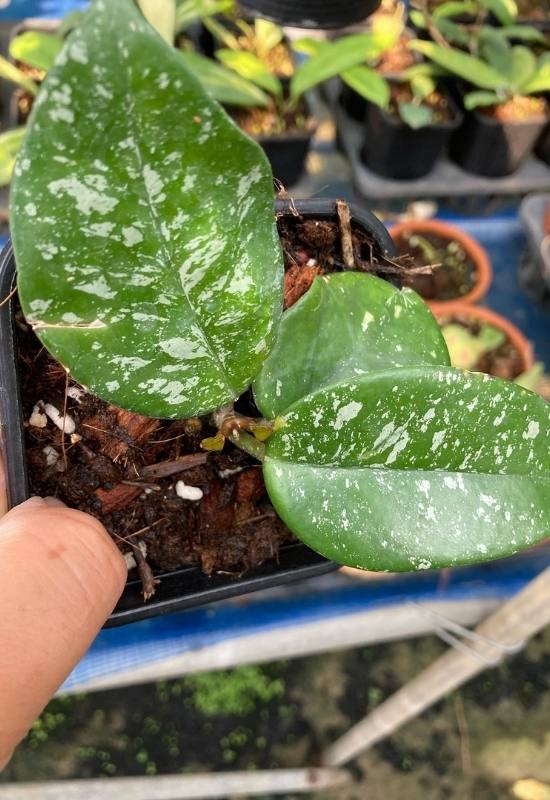 How to Prepare Good Hoya Potting Mix