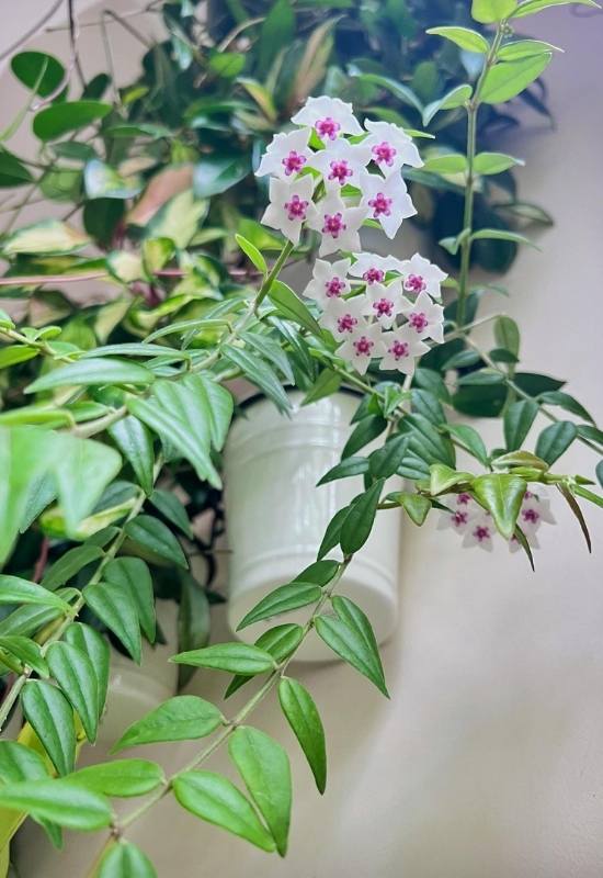 40 Stunning Hoya Plant Varieties That Will Make Your Houseplant Collection Shine 34 Hoya โBellaโ (Hoya lanceolata ssp bella)