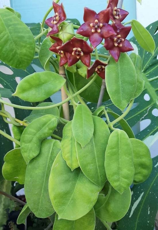 40 Stunning Hoya Plant Varieties That Will Make Your Houseplant Collection Shine 25 Hoya Affinis (Hoya affinis)