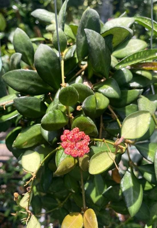 40 Stunning Hoya Plant Varieties That Will Make Your Houseplant Collection Shine 11 Hoya Burtoniae (Hoya burtoniae)