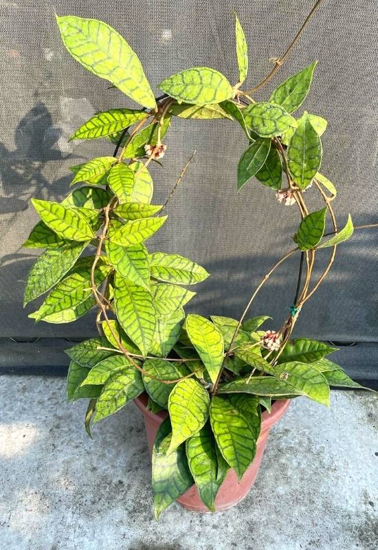 40 Stunning Hoya Plant Varieties That Will Make Your Houseplant Collection Shine 47 Hoya Callistophylla (Hoya callistophylla)