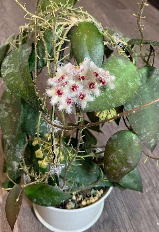 40 Stunning Hoya Plant Varieties That Will Make Your Houseplant Collection Shine 40 Hoya Caudata Sumatra (Hoya caudata sumatra)