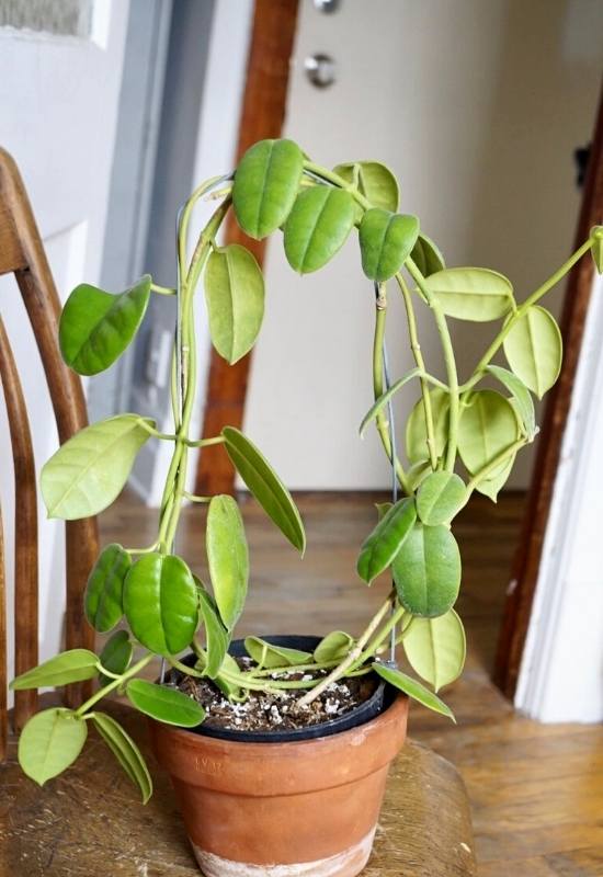40 Stunning Hoya Plant Varieties That Will Make Your Houseplant Collection Shine 19 Hoya Coronaria(Hoya coronaria)