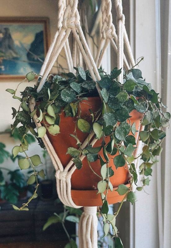40 Stunning Hoya Plant Varieties That Will Make Your Houseplant Collection Shine 37 Hoya Curtisii (Hoya curtisii)