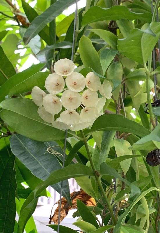 40 Stunning Hoya Plant Varieties That Will Make Your Houseplant Collection Shine 32 Hoya Cystiantha (Hoya cystiantha)