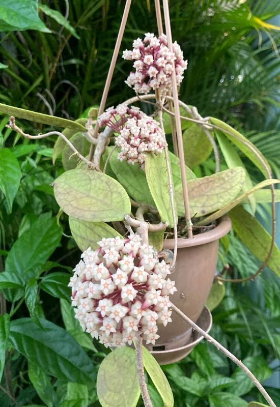 40 Stunning Hoya Plant Varieties That Will Make Your Houseplant Collection Shine 20 Hoya Finlaysonii (Hoya finlaysonii)