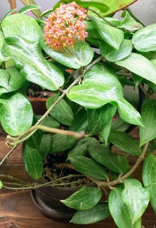 40 Stunning Hoya Plant Varieties That Will Make Your Houseplant Collection Shine 22 Hoya Fitchii (Hoya fitchii)