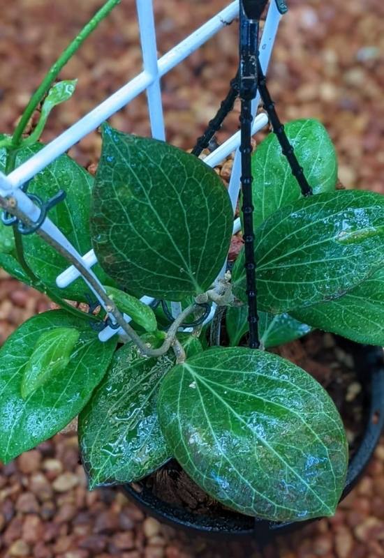 Hoya Hellwigiana (Hoya hellwigiana)