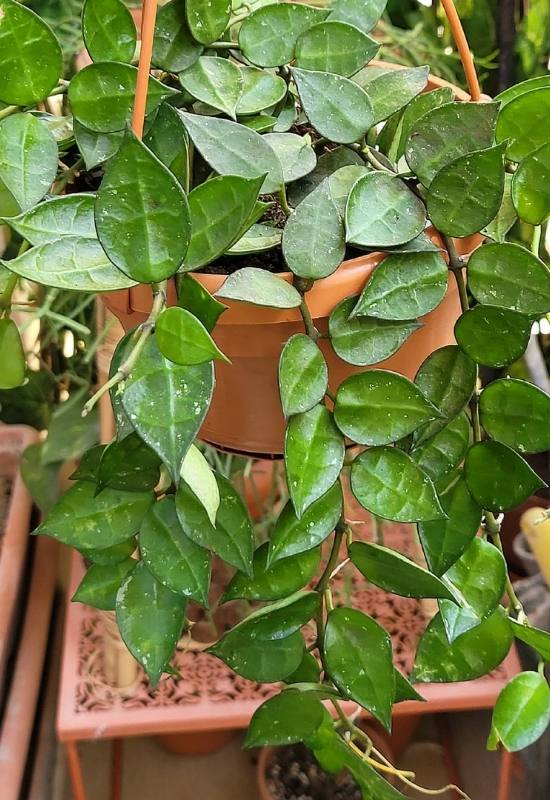 40 Stunning Hoya Plant Varieties That Will Make Your Houseplant Collection Shine 42 Hoya Krohniana (Hoya krohniana)