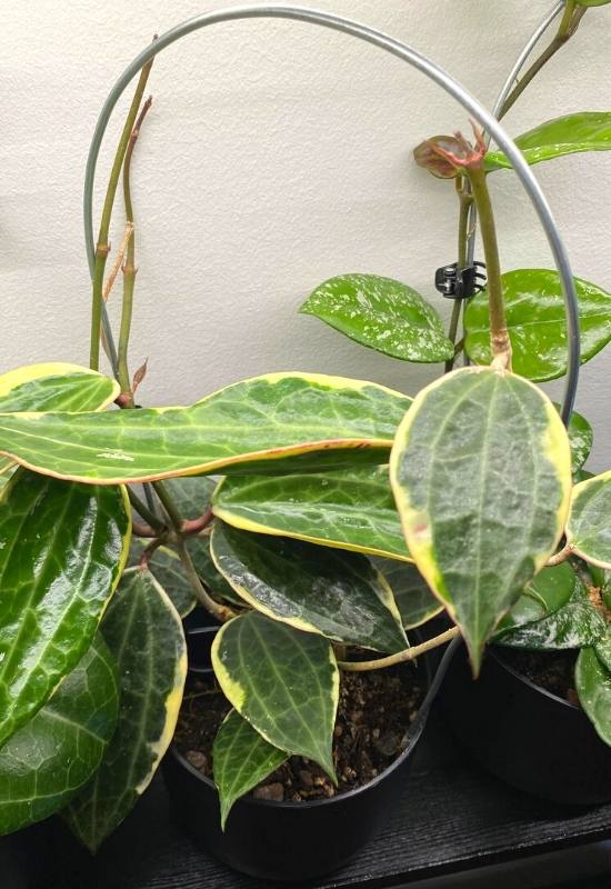 40 Stunning Hoya Plant Varieties That Will Make Your Houseplant Collection Shine 46 Hoya Latifolia (Hoya latifolia)