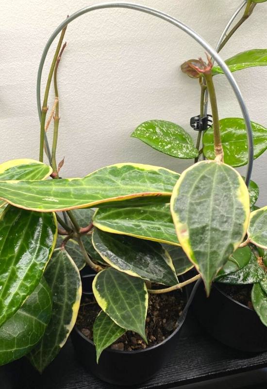 Hoya Latifolia (Hoya latifolia)