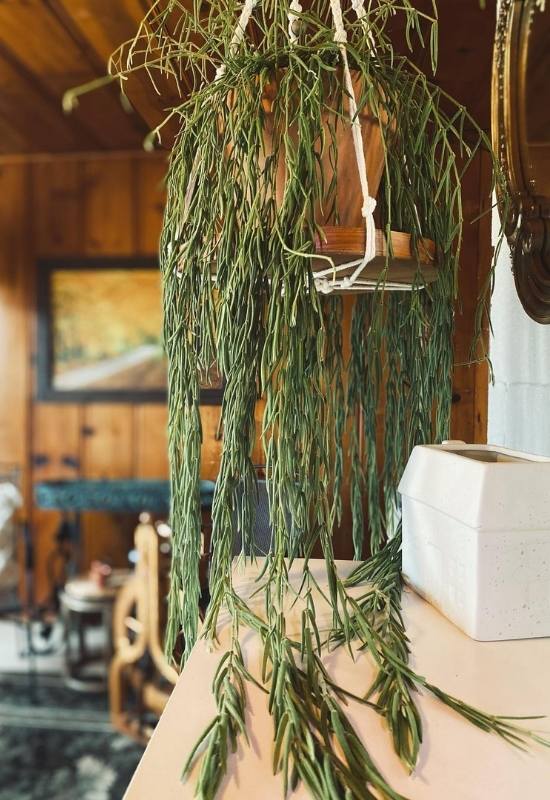 40 Stunning Hoya Plant Varieties That Will Make Your Houseplant Collection Shine 12 Hoya Linearis (Hoya linearis)