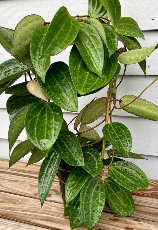 40 Stunning Hoya Plant Varieties That Will Make Your Houseplant Collection Shine 18 Hoya Macrophylla (Hoya macrophylla)