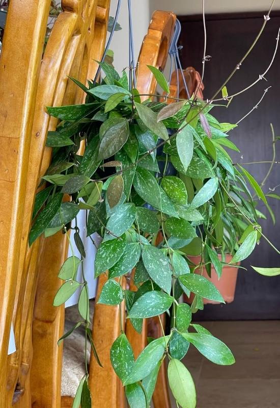 40 Stunning Hoya Plant Varieties That Will Make Your Houseplant Collection Shine 23 Hoya Memoria (Hoya gracilis)