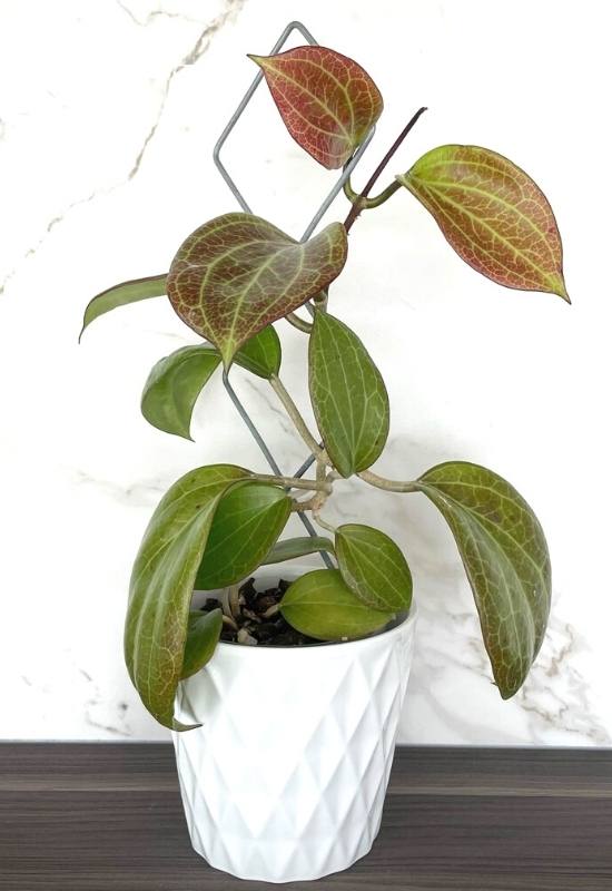 40 Stunning Hoya Plant Varieties That Will Make Your Houseplant Collection Shine 45 Hoya Merrillii (Hoya merrillii)