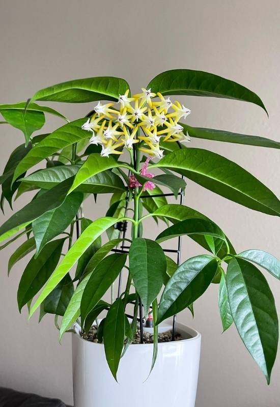 40 Stunning Hoya Plant Varieties That Will Make Your Houseplant Collection Shine 26 Hoya Multiflora (Hoya multiflora)