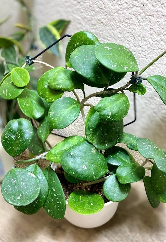 40 Stunning Hoya Plant Varieties That Will Make Your Houseplant Collection Shine 15 Hoya Obovata (Hoya obovata)