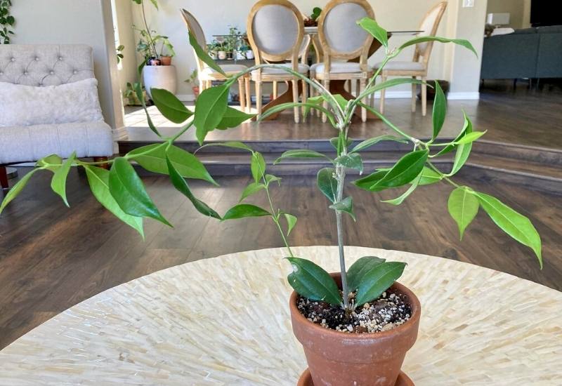 40 Stunning Hoya Plant Varieties That Will Make Your Houseplant Collection Shine 38 Hoya Odorata (Hoya odorata)