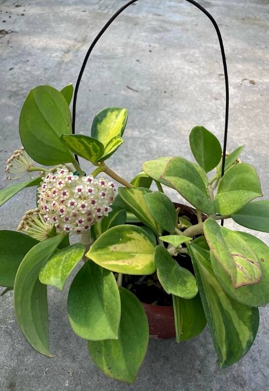 40 Stunning Hoya Plant Varieties That Will Make Your Houseplant Collection Shine 21 Hoya Pachyclada (Hoya pachyclada)