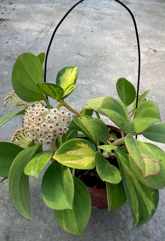 Hoya Pachyclada (Hoya pachyclada)