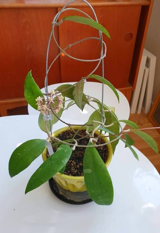 40 Stunning Hoya Plant Varieties That Will Make Your Houseplant Collection Shine 43 Hoya Padangensis (Hoya padangensis)