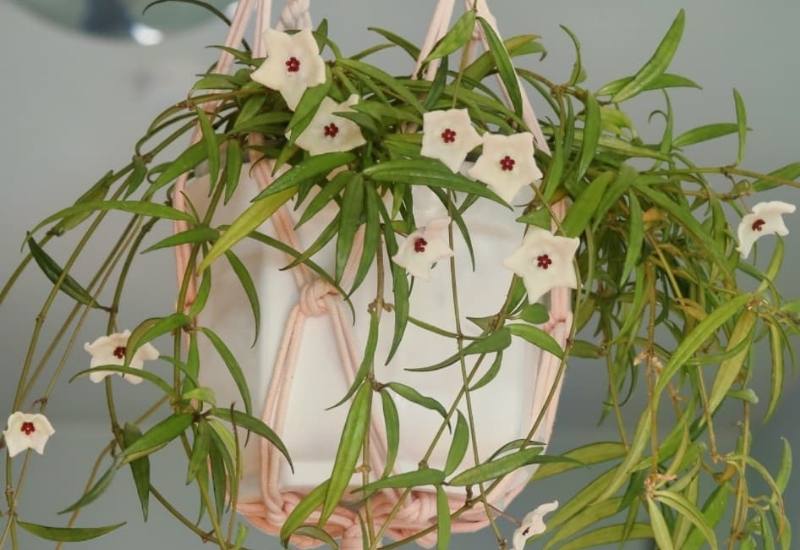 Hoya Pauciflora (Hoya pauciflora)
