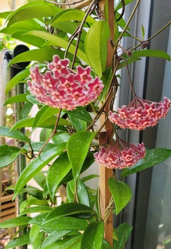 40 Stunning Hoya Plant Varieties That Will Make Your Houseplant Collection Shine 10 Hoya Pubicalyx (Hoya pubicalux)