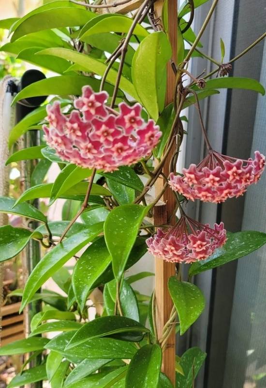 Hoya Pubicalyx (Hoya pubicalux)