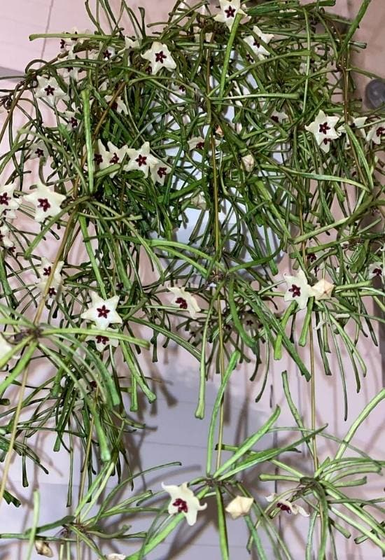 40 Stunning Hoya Plant Varieties That Will Make Your Houseplant Collection Shine 14 Hoya Retusa (Hoya retusa)