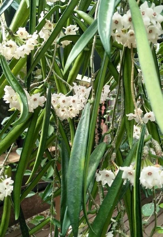 40 Stunning Hoya Plant Varieties That Will Make Your Houseplant Collection Shine 24 Hoya Shepherdii (Hoya shepherdii)