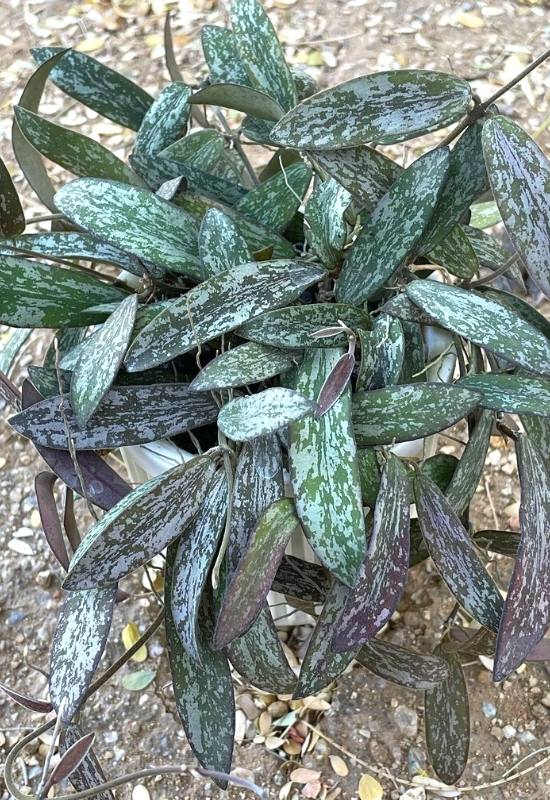 40 Stunning Hoya Plant Varieties That Will Make Your Houseplant Collection Shine 27 Hoya Sigillatis (Hoya sigillatis)