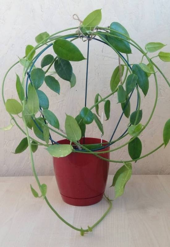 40 Stunning Hoya Plant Varieties That Will Make Your Houseplant Collection Shine 36 Hoya Sussuela (Hoya sussuela)