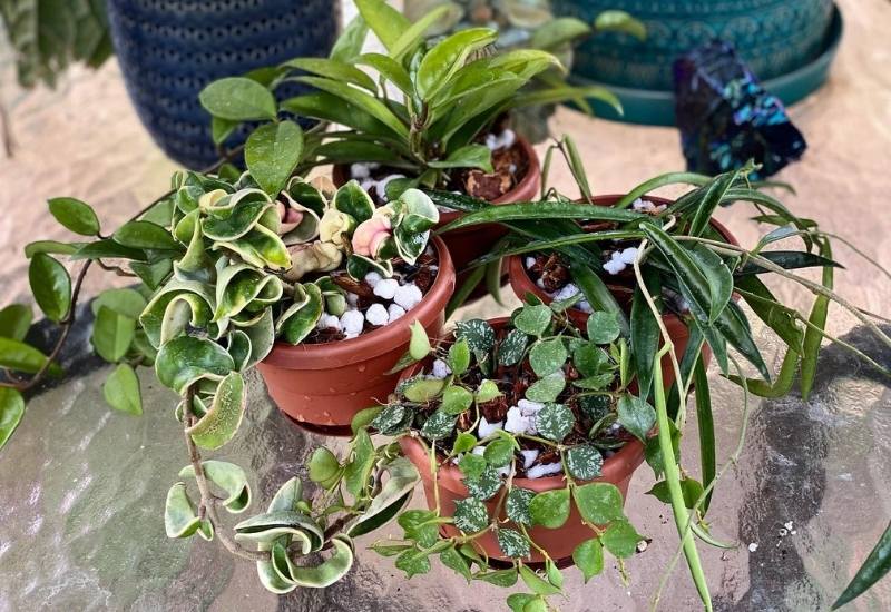 Hoya Plant: An Overview