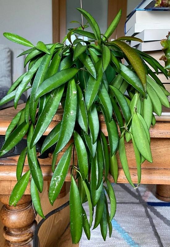 40 Stunning Hoya Plant Varieties That Will Make Your Houseplant Collection Shine 17 Hoya Wayetii (Hoya wayetii)