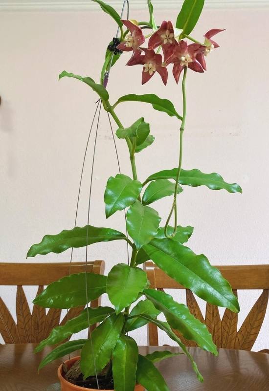 40 Stunning Hoya Plant Varieties That Will Make Your Houseplant Collection Shine 13 Imperial Hoya (Hoya imperialis)