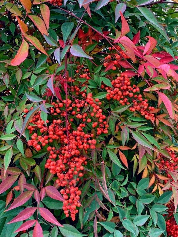 12 Evergreen Shrubs and Trees with Red Fruits and Berries 4 Nandina domestica