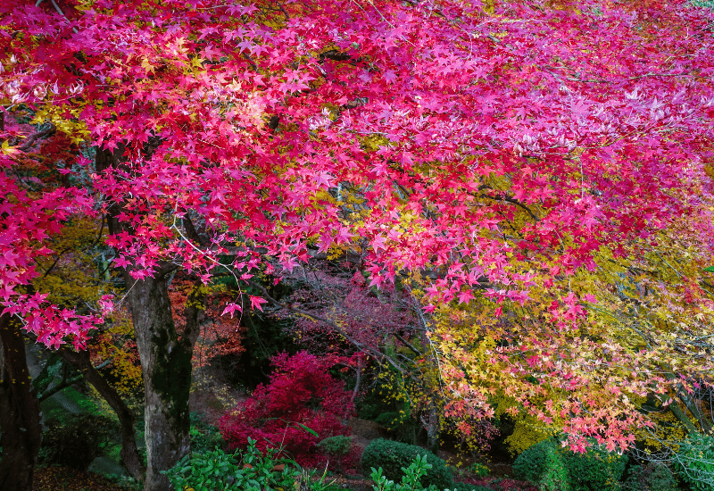 10 Ornamental Trees With Red Leaves To Ignite A Real Firework Of Colors All Year Round