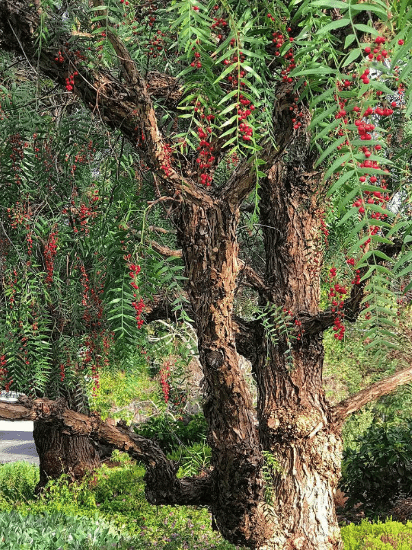 12 Evergreen Shrubs and Trees with Red Fruits and Berries 13 Peruvian Peppertree